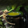 DragonOne Gecko Gold Vitorlás és nappali gekkó táp - Banán & Rovar | 80g