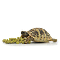 HabiStat Tortoise Food Banana Szárazföldi teknős eledel | 200g