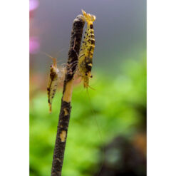 CeramicNature Shrimp Sticks Pálcás garnéla táplálék - 10 db