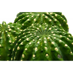GiganTerra Cactus Hide 475 Kaktusz formájú sivatagi búvóhely