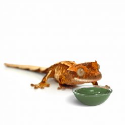 HabiStat Crested Gecko Diet Vitorlás gekkó táp | Banán