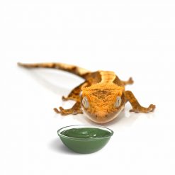 HabiStat Crested Gecko Diet Vitorlás gekkó táp | Mangó