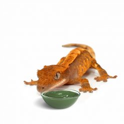 HabiStat Crested Gecko Diet Vitorlás gekkó táp | Eper