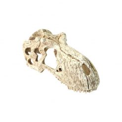 Komodo T-Rex Skull dinó koponya
