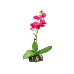 Lucky Reptile Pink Orchid Rózsaszín orchidea művirág