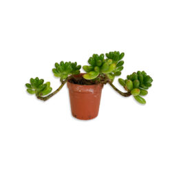 Crassula Húsos levelű kaktusz pozsgás növény | Mini