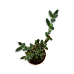 Crassula Szőrös levelű kaktusz pozsgás növény | Mini