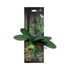 Reptiles-Planet Exotic Plant Phalaenopsis amabilis Orchidea műnövény